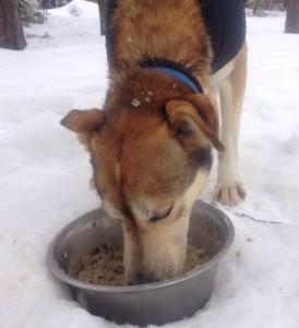 Tank s Thoughts: Dog Food and People Food 2/21/16 Hi everybody. I'm Tank. I'm a sled dog. Acorn is my mom. Tina is my sister. I like to pull the dogsled. I run fast.