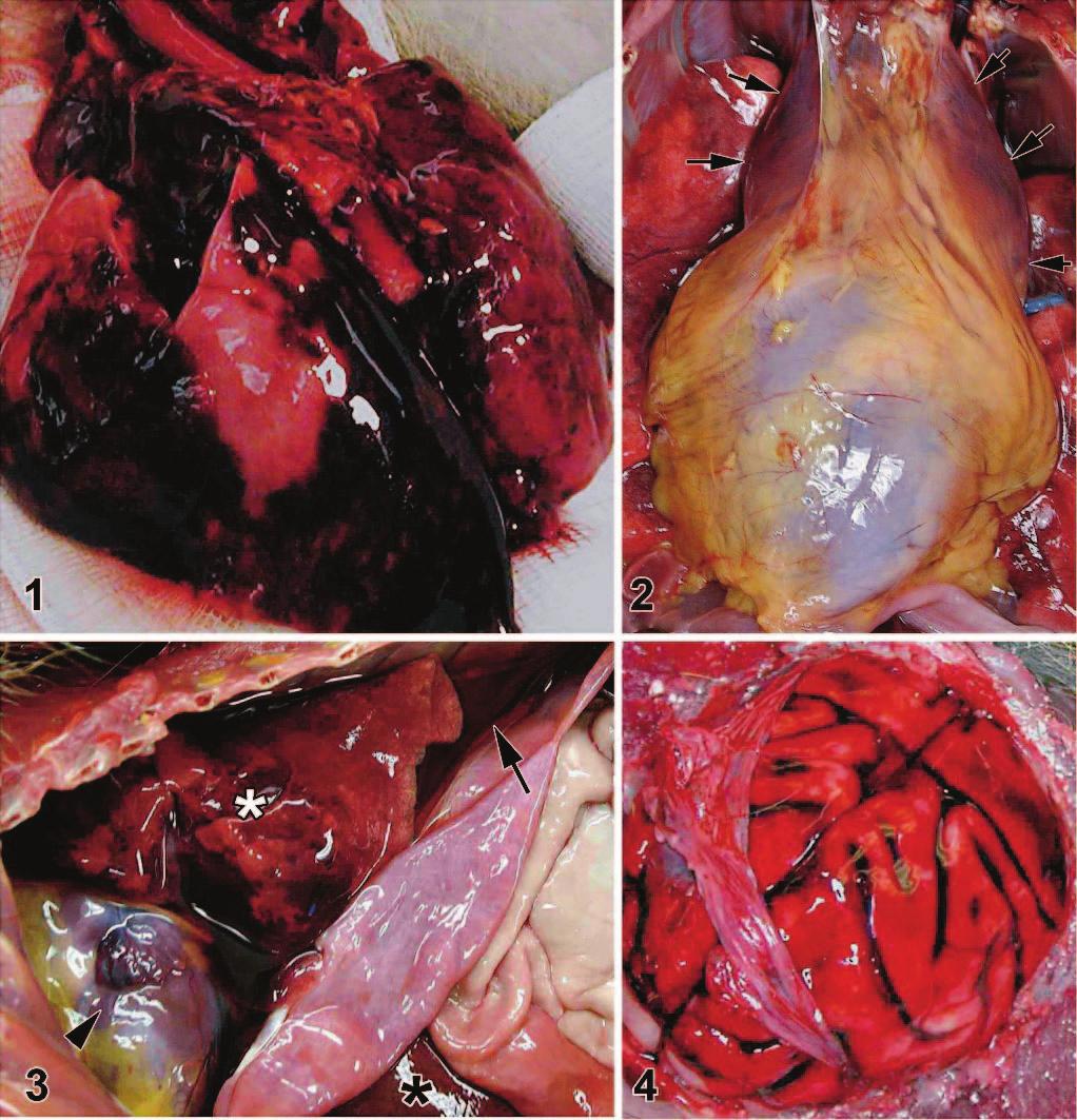 718 Brief Communications and Case Reports Vet Pathol 44:5, 2007 Fig. 1. Lung; AGM W166.