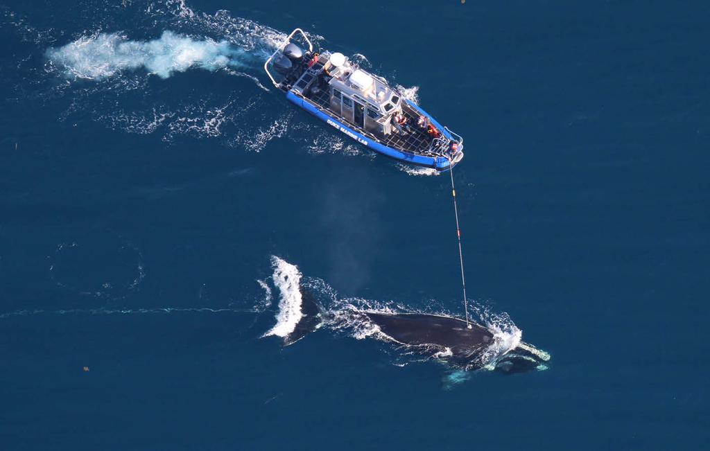 Whale health Entanglements Aerial