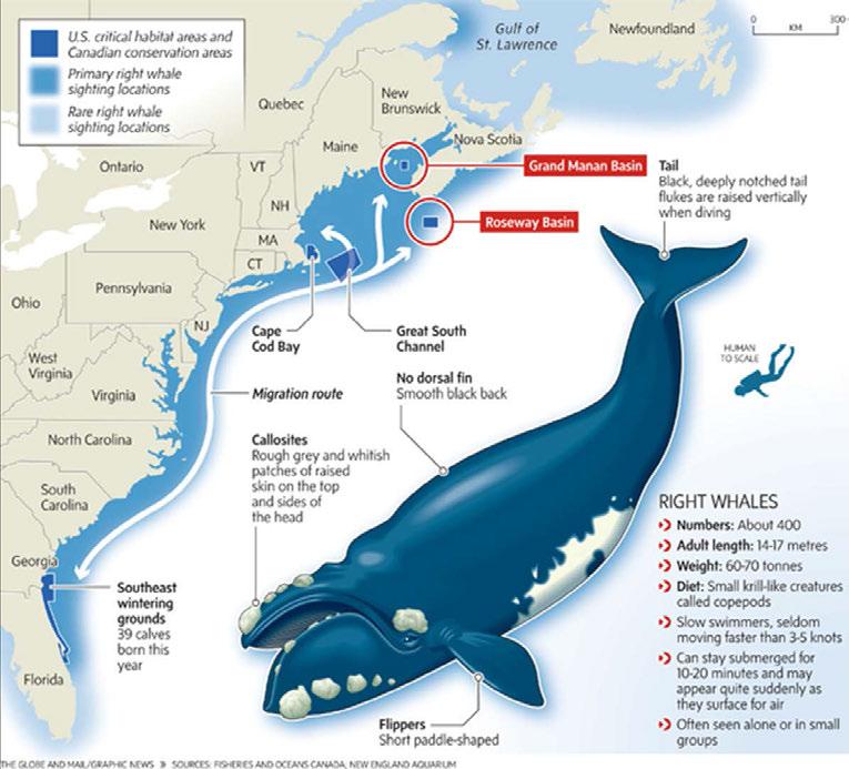 Introduction & Outline right whales - range, numbers, conservation issues southeast US - mother/calf pairs and juveniles in warm, shallow coastal waters ports of JAX and Brunswick naval stations: