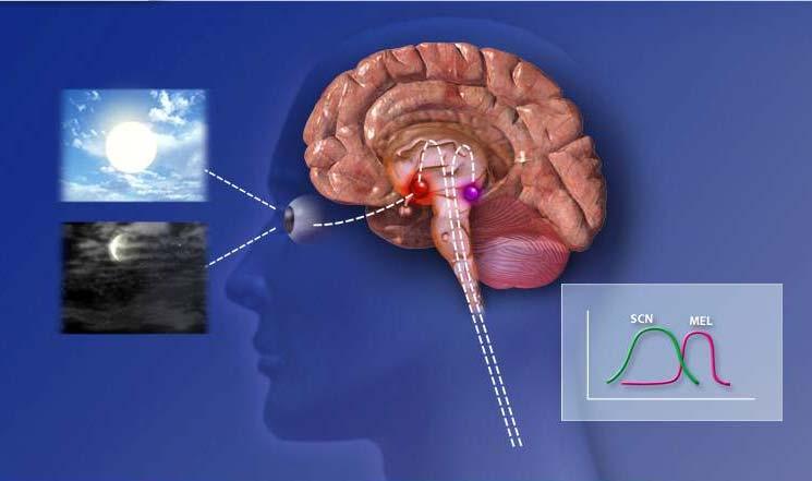 The Human (Circadian) Clock SCN Pineal Gland