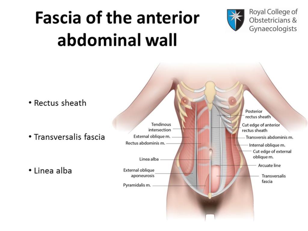 The important fascia of the anterior abdominal wall is comprised of the rectus sheath, the transversalis fascia and the midline linea alba.