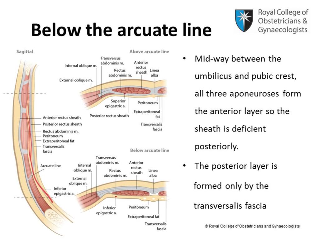 Below the arcuate line, the aponeuroses of all three muscles form the anterior rectus sheath.