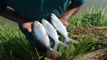 Milkfish farming is begun in Indonesia some management inputs, such as stocking rate, 700 years ago 18 follow by the Philippines and size, pest and predator control, fertilization, Taiwan more than