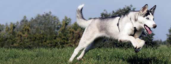 15 SPORT TO BE USED FOR DOGS WITH HIGH NEEDS. USUALLY FOR THESE PURPOSES AND TYPICAL BREEDS: MUSHING, HUNTING, WORKING OR GUARDING, HOUNDS. ALSO CAN BE USED FOR DOGS IN HEALTH CONVALESCENCE.