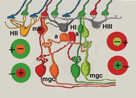 Center-Surround Center-surround organization: neurons with receptive field at given location receive