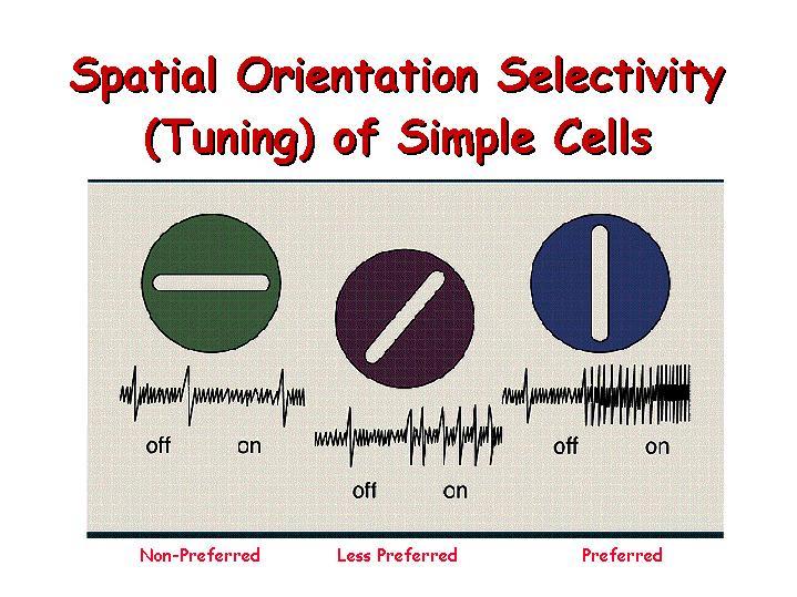 Neuronal Tuning In addition to responding only to stimuli in a circumscribed region of the visual space, neurons typically only respond to some specific classes of stimuli (e.g., of given color, orientation, spatial frequency).