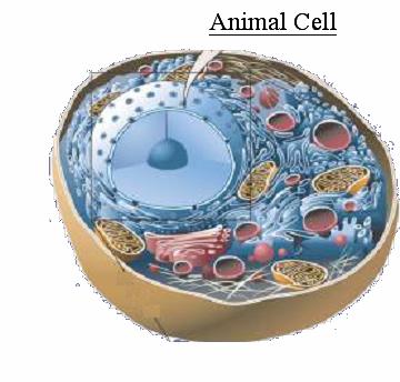 Cellular Organelles in Animal Cells (Eukaryotic cells) Ribosomes Endoplasmic reticulum