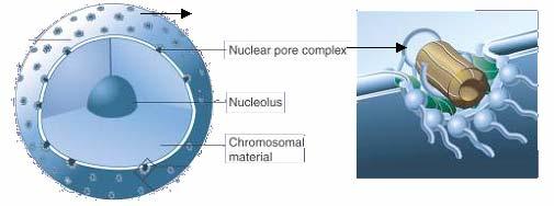 form of ATP) vesicles Nuclear membrane: Protects the DNA inside the cell.
