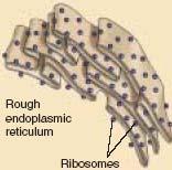 of ribosome manufacture Endoplasmatic reticulum (ER): folded membranes and tubes huge
