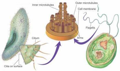 and flagella Cilia and Flagella: hairlike structures used for locomotion Made of microtubules