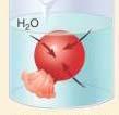 Higher concentration Lower concentration Osmosis: (passive) Net movement of water through a