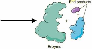 How do enzymes speed reaction rates?