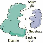 the chemical reaction takes place, where the energy of activation is lowered by the enzyme so the