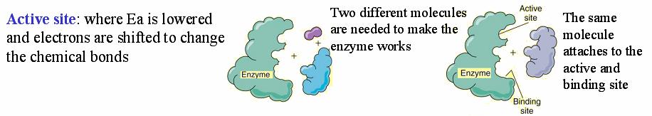 enzyme and help to speed up the reaction 1) Cofactors help removing one of the end products or bring