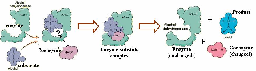 different enzymes 3) Cofactors ARE inorganic ions (zinc, iron, magnesium).