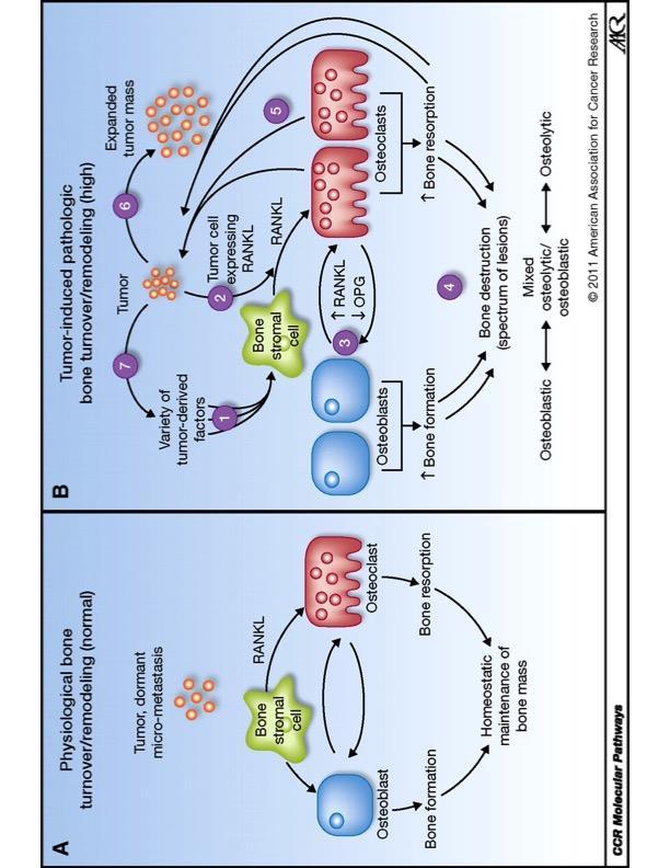 Molecular Pathways of Bone