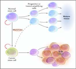Normal Cell vs Cancer Cell Proliferation Why do Cancers