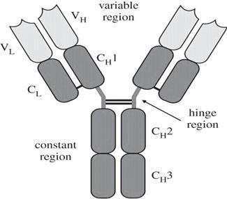 Hinge region The hinge region is a short sequence of amino acids that lies between CH1 and CH2 regions.