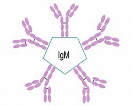 IgM IgM is the first AB type produced during infections. IgM is a pentamer.