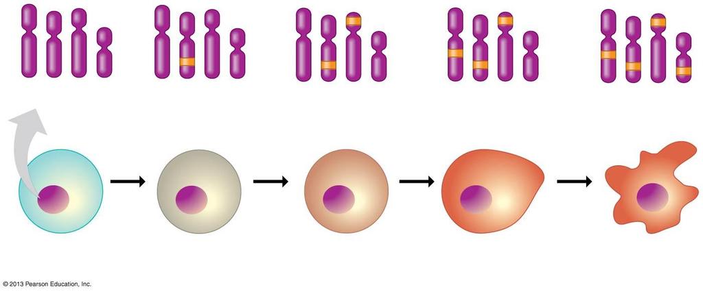 Multistep Nature of Cancer Chromosomes 1 mutation 2
