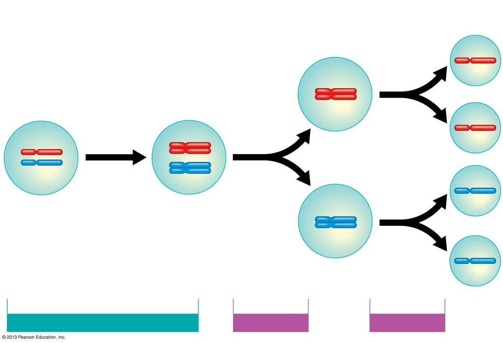 Figure 8.13-3 1 Chromosomes 2 Homologous 3 duplicate. chromosomes separate. Sister chromatids separate.