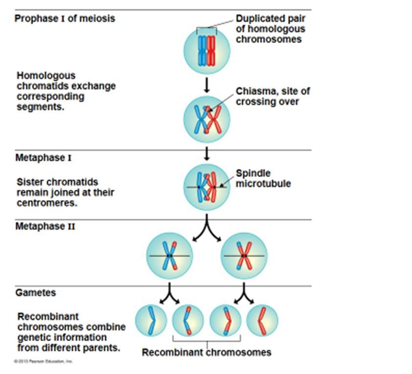 Meiosis and Genetic Variation 1.