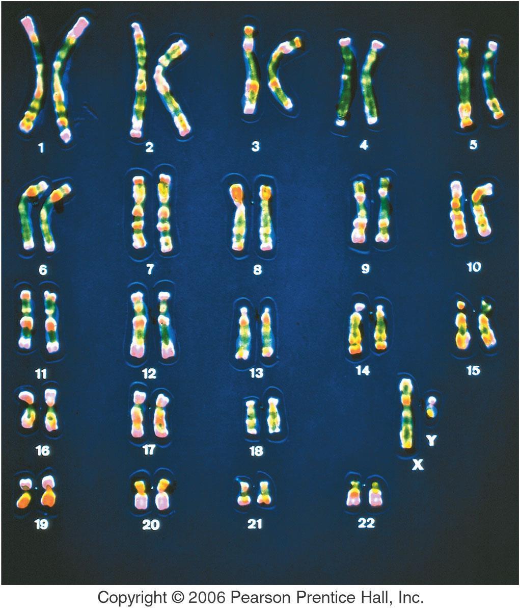 Chromosomes Karyotype number and type of chromosomes Diploid Cells two matched sets of chromosomes Homologous Chromosomes matched pair of chromosomes Sex