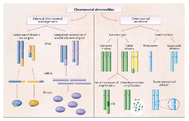 Chromosomal Abnormalities in Human Cancer