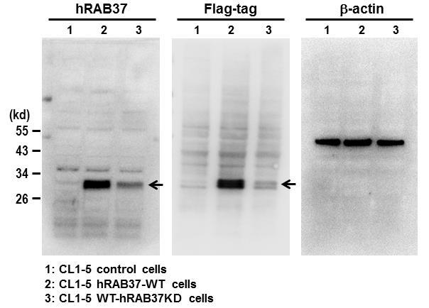 Supplementary Figure 15. The hrab37 antibody developed shows high specificity.