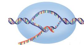 TRANSCRIPTOMICS 16S RNA SEQUENCING