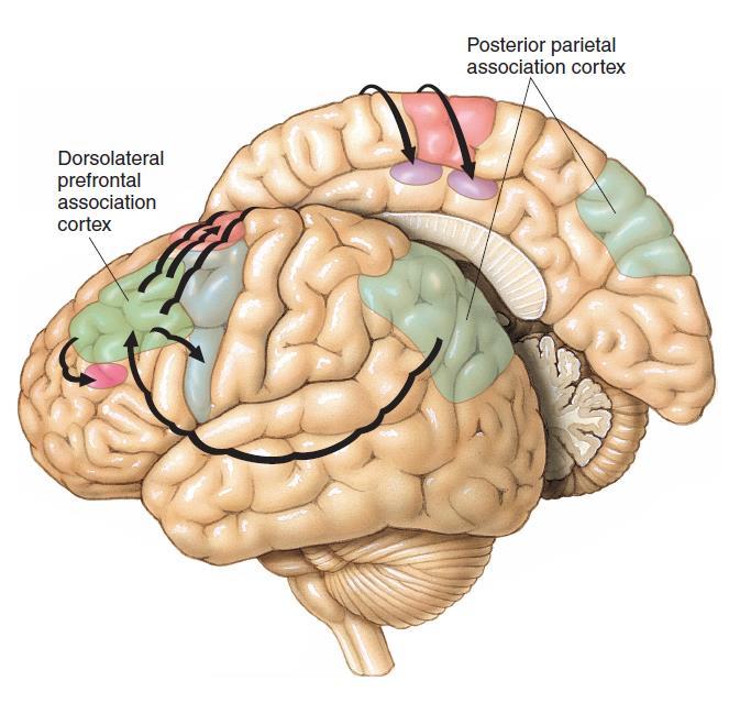Dorsolateral Prefrontal Association Cortex The DLPFAC receives inputs from, and projects to, the PPAC Given an intent to move, the DLPFAC, with input from other frontal lobe areas (in particular the