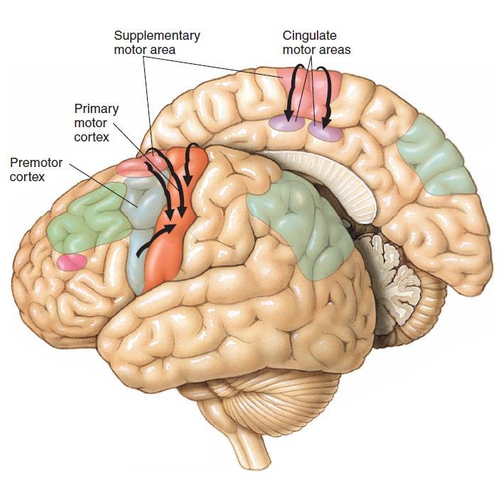 Located in the precentral gyrus of the frontal lobe (in front of the central fissure) Major point of convergence of cortical
