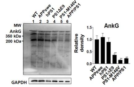Downregulation of AnkG in AD Transgenic Mice