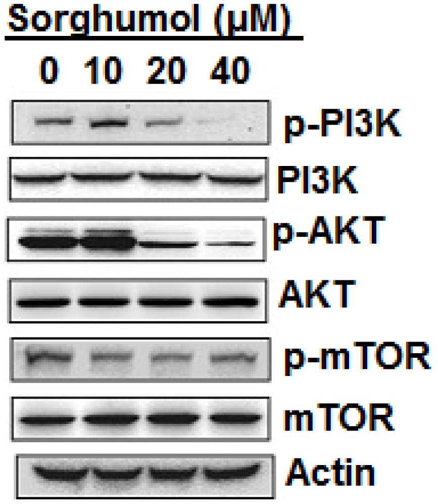 Sorghumol triterpene exerts anticancer activity in circulating renal cancer cells 313 Sorghumol inhibited the m-tor/pi3k/akt signalling pathway in RCC The effect of Sorghumol was also investigated on