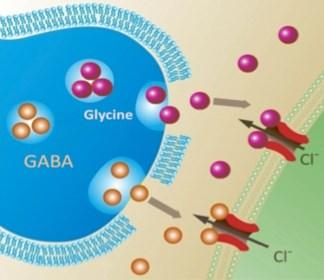 Classes of neurotransmitters Amino Acids GABA (inhibitory) Glutamic Acid (AA precursor) Binds GABA receptor Open Cl- channel