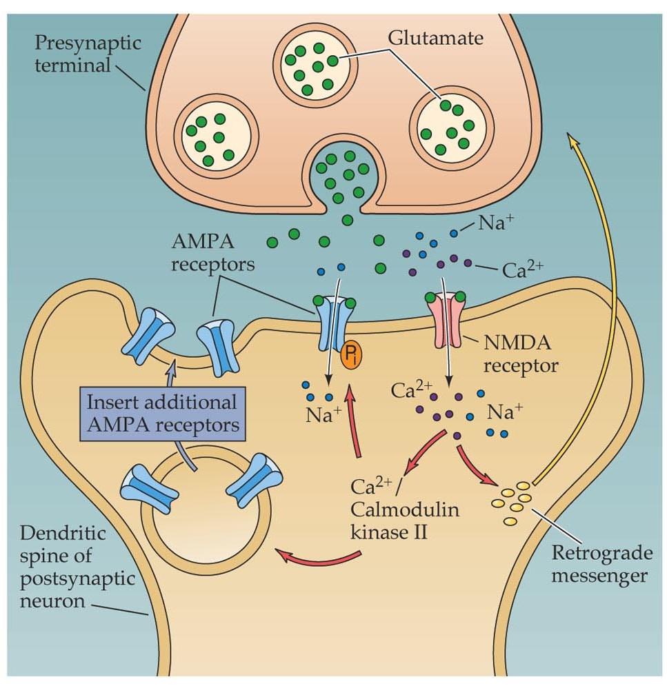 Glutamate: NMDA and AMPA receptors-