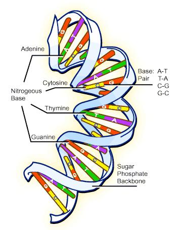 Outline The Central Dogma of Biology DNA RNA Protein Structure is very important replication