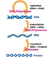 5% of genome) Central Dogma Important genes in No T s replaced with U s Translation start Translation