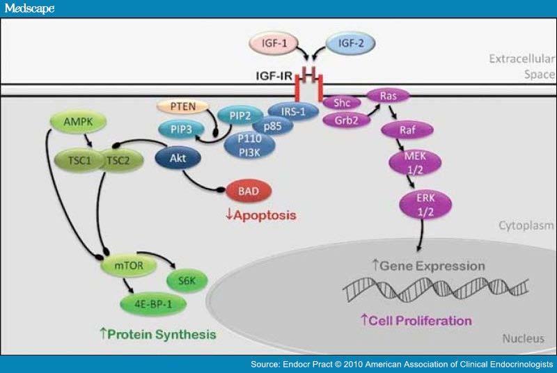 Important genes in Survival IGF1R is an important oncogene in BC Can you pick out any other potential oncogenes?