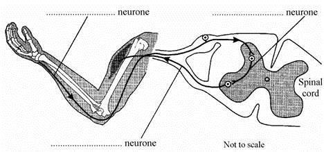 The diagram shows a reflex arc. Label the three neurones.