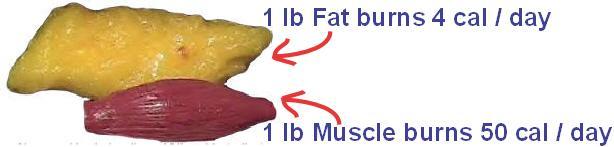 Concept of fat loss and weight gain 1 pound of muscle= 3500calories 1pound of fat =3500 calories One pound of muscle and one pound of fat are NOT the same size.