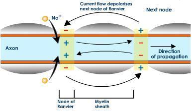 Conduction in myelinated fibre the myelin sheath is highly insulator. at nodes of Ranvier the myelin sheath is absent.