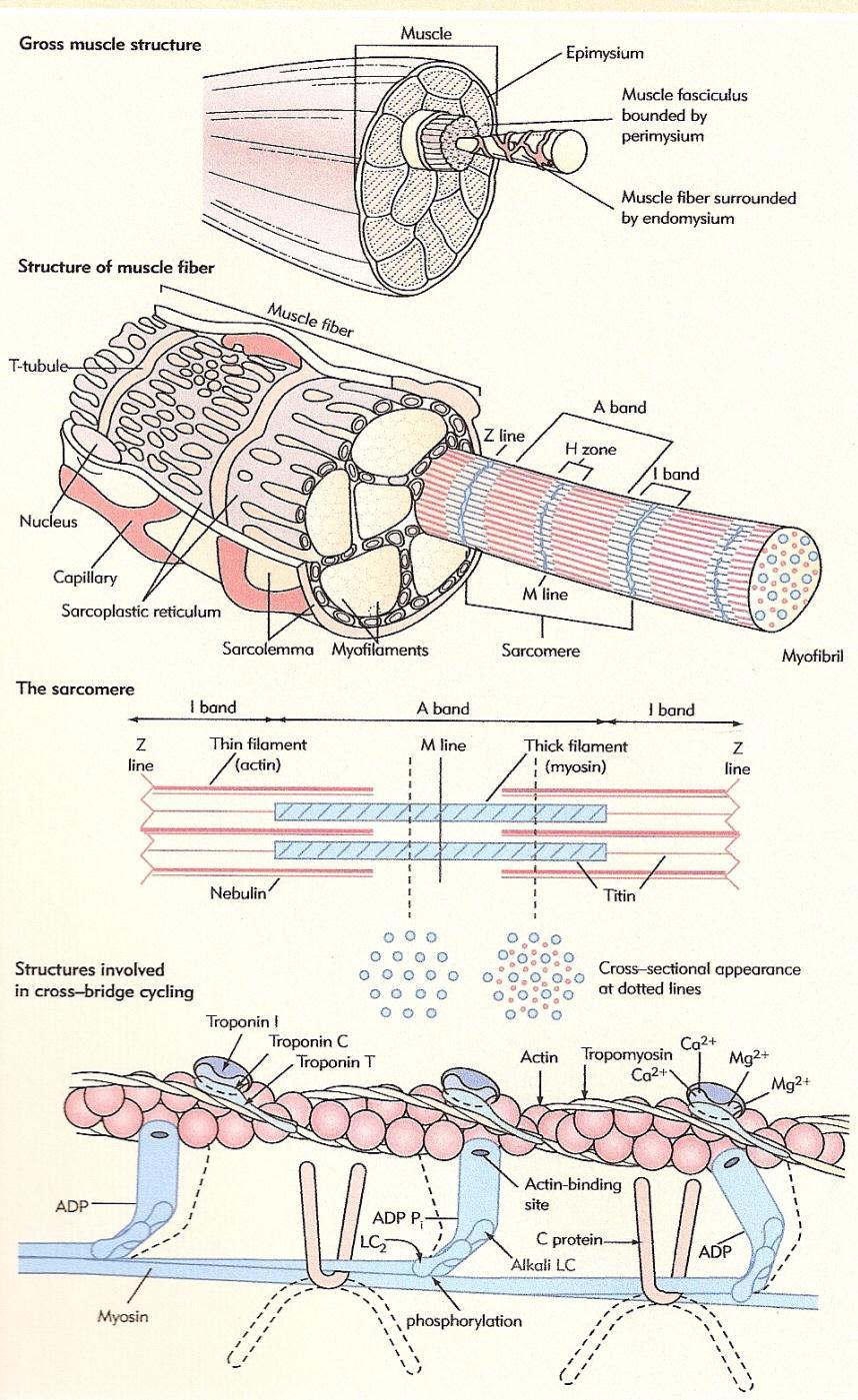 Muscle cells are long, cylindrical structures that are bound by a plasma membrane the sarcolemma.