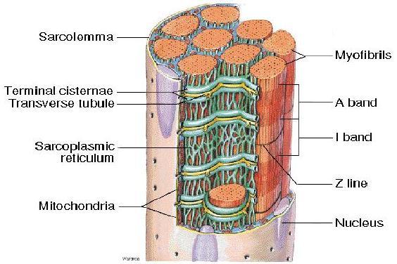 The sarcolemma has a unique feature: it has holes in it. These "holes" lead into tubes called transverse tubules (T-tubules). These tubules pass down into the muscle cell and go around the myofibrils.