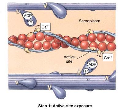 Contraction of skeletal muscle requires a nervous impulse. So, step 1 in contraction is when the impulse is transferred from a neu-ron to the sarcolemma of a muscle cell.