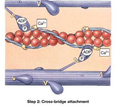 Calcium fills the binding sites in the troponin molecules.