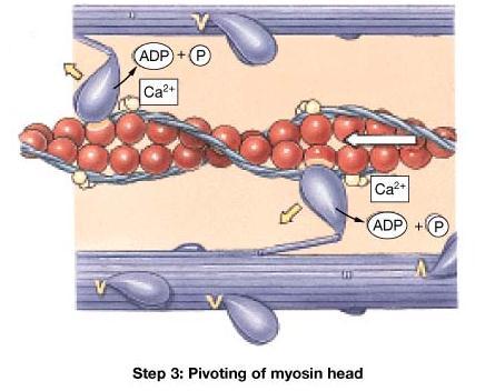 During the swivel, the myosin head is firmly attached to actin. So, when the head swivels it pulls the actin forward. (one myosin head can not pull the entire thin myofilament.