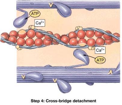 At the end of the swivel, ATP fits into the binding site on the cross-bridge and this breaks the bond between the myosin and actin. The myosin head then swivels back.