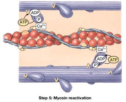 Skeletal muscle relaxes when the nervous impulse stops. No impulse means that the membrane of the SR is no permeable to calcium the calcium gates close. So, calcium no longer diffuses out.